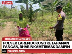Polsek Laren Dukung Ketahanan Pangan, Bhabinkamtibmas Dampingi Petani Cabe di Desa Gampangsejati
